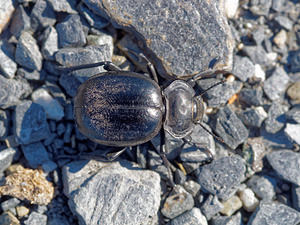 Morica planata (Tenebrionidae)  Valle del Guadalhorce [Espagne] 07/05/2015 - 520m