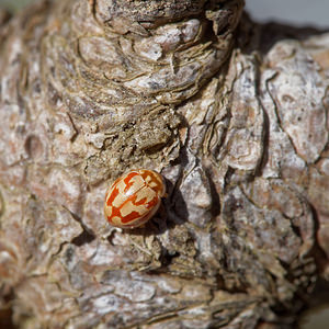 Myrrha octodecimguttata (Coccinellidae)  - Coccinelle des pins - 18-spot Ladybird Verger-de-Murcie [Espagne] 15/05/2015 - 90m