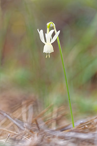 Narcissus triandrus (Amaryllidaceae)  - Narcisse à trois étamines - Angel's-tears Jaen [Espagne] 05/05/2015 - 1260m