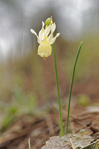 Narcissus triandrus (Amaryllidaceae)  - Narcisse à trois étamines - Angel's-tears Jaen [Espagne] 05/05/2015 - 1250m