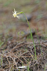 Narcissus triandrus (Amaryllidaceae)  - Narcisse à trois étamines - Angel's-tears Jaen [Espagne] 05/05/2015 - 1250m