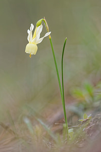 Narcissus triandrus (Amaryllidaceae)  - Narcisse à trois étamines - Angel's-tears Jaen [Espagne] 05/05/2015 - 1250m