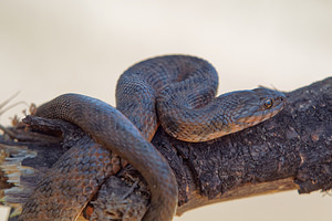 Natrix maura Couleuvre vipérine Viperine Snake