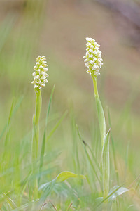 Neotinea maculata (Orchidaceae)  - Néotinée maculée, Orchis maculé - Dense-flowered Orchid Jaen [Espagne] 04/05/2015 - 1350m