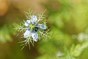 Nigella damascena (Ranunculaceae)  - Nigelle de Damas, Herbe de Capucin - Love-in-a-mist Nororma [Espagne] 06/05/2015 - 520m