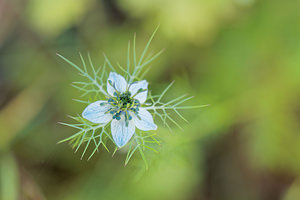 Nigella damascena (Ranunculaceae)  - Nigelle de Damas, Herbe de Capucin - Love-in-a-mist Nororma [Espagne] 06/05/2015 - 520m