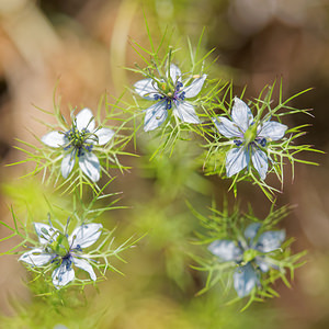 Nigella damascena (Ranunculaceae)  - Nigelle de Damas, Herbe de Capucin - Love-in-a-mist Nororma [Espagne] 06/05/2015 - 520m