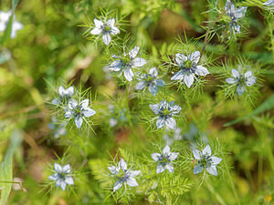 Nigella damascena (Ranunculaceae)  - Nigelle de Damas, Herbe de Capucin - Love-in-a-mist Nororma [Espagne] 06/05/2015 - 520m