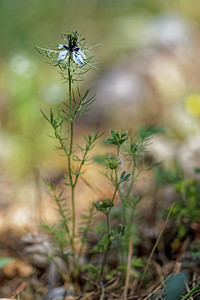 Nigella damascena (Ranunculaceae)  - Nigelle de Damas, Herbe de Capucin - Love-in-a-mist Nororma [Espagne] 06/05/2015 - 530m