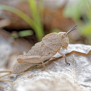 Ocnerodes brunneri (Pamphagidae)  Jaen [Espagne] 04/05/2015 - 1310m