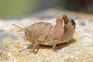 Ocnerodes brunneri (Pamphagidae)  Sierra de Cadix [Espagne] 08/05/2015 - 810m