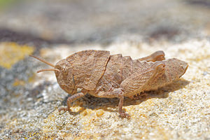 Ocnerodes brunneri (Pamphagidae)  Sierra de Cadix [Espagne] 08/05/2015 - 810m