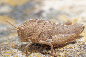 Ocnerodes brunneri (Pamphagidae)  Sierra de Cadix [Espagne] 08/05/2015 - 810m