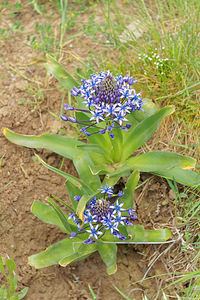 Oncostema peruviana (Asparagaceae)  - Scille du Pérou, Oncostème du Pérou - Portugese Squill Sierra de Cadix [Espagne] 08/05/2015 - 800m