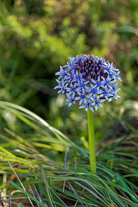 Oncostema peruviana (Asparagaceae)  - Scille du Pérou, Oncostème du Pérou - Portugese Squill Sierra de Cadix [Espagne] 09/05/2015 - 890m