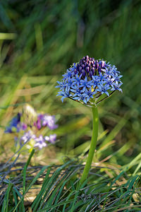 Oncostema peruviana (Asparagaceae)  - Scille du Pérou, Oncostème du Pérou - Portugese Squill Sierra de Cadix [Espagne] 09/05/2015 - 890m