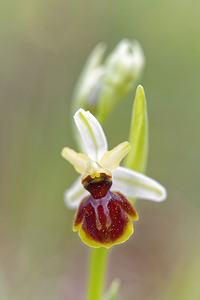 Ophrys castellana (Orchidaceae)  Jaen [Espagne] 05/05/2015 - 1260m