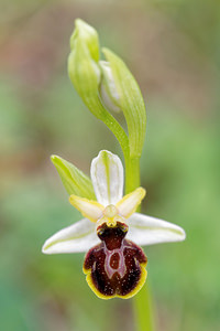 Ophrys castellana (Orchidaceae)  Jaen [Espagne] 05/05/2015 - 1260m