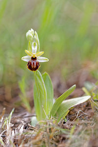 Ophrys castellana (Orchidaceae)  Jaen [Espagne] 05/05/2015 - 1260m