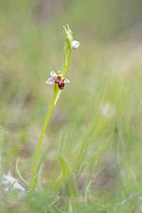 Ophrys scolopax subsp. apiformis Ophrys en forme d'abeille, Ophrys peint