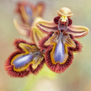 Ophrys speculum Ophrys miroir, Ophrys cilié