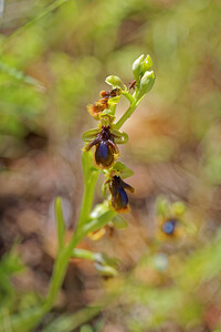 Ophrys speculum subsp. Lusitanica (Orchidaceae)  - Ophrys  du Portugal Nororma [Espagne] 06/05/2015 - 540m