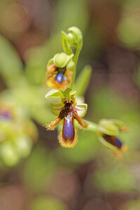 Ophrys speculum subsp. Lusitanica (Orchidaceae)  - Ophrys  du Portugal Nororma [Espagne] 06/05/2015 - 540m