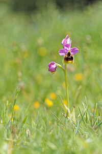 Ophrys tenthredinifera subsp. ficalhoana (Orchidaceae)  - Ophrys de Ficalho Sierra de Cadix [Espagne] 08/05/2015 - 800m
