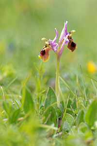 Ophrys tenthredinifera subsp. ficalhoana (Orchidaceae)  - Ophrys de Ficalho Sierra de Cadix [Espagne] 08/05/2015 - 810m