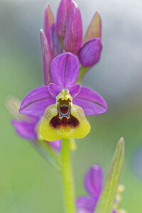 Ophrys tenthredinifera subsp. ficalhoana (Orchidaceae)  - Ophrys de Ficalho Sierra de Cadix [Espagne] 08/05/2015 - 820m