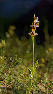 Ophrys tenthredinifera subsp. ficalhoana (Orchidaceae)  - Ophrys de Ficalho Sierra de Cadix [Espagne] 09/05/2015 - 880m