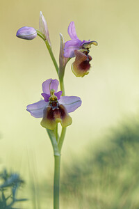 Ophrys tenthredinifera subsp. ficalhoana (Orchidaceae)  - Ophrys de Ficalho Sierra de Cadix [Espagne] 09/05/2015 - 890m