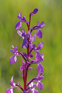 Orchis langei (Orchidaceae)  - Orchis de Lange, Orchis d'Espagne Sierra de Cadix [Espagne] 08/05/2015 - 1000m