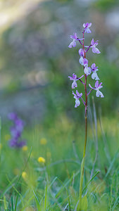 Orchis langei (Orchidaceae)  - Orchis de Lange, Orchis d'Espagne Sierra de Cadix [Espagne] 08/05/2015 - 1010m