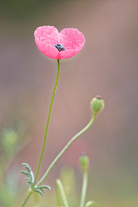 Papaver hybridum (Papaveraceae)  - Pavot hybride, Pavot hispide - Rough Poppy Valence [Espagne] 04/05/2015 - 450m