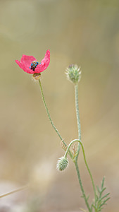 Papaver hybridum (Papaveraceae)  - Pavot hybride, Pavot hispide - Rough Poppy Valence [Espagne] 04/05/2015 - 450m