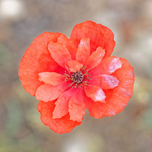 Papaver rhoeas Coquelicot, Grand coquelicot, Pavot coquelicot Common Poppy