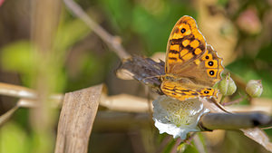 Pararge aegeria (Nymphalidae)  - Tircis, Argus des Bois, Égérie - Speckled Wood Comarca de la Costa Granadina [Espagne] 13/05/2015