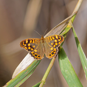 Pararge aegeria (Nymphalidae)  - Tircis, Argus des Bois, Égérie - Speckled Wood Comarca de la Costa Granadina [Espagne] 13/05/2015