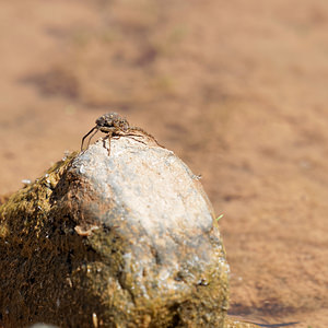 Pardosa amentata (Lycosidae)  Valle del Guadalhorce [Espagne] 07/05/2015 - 170m