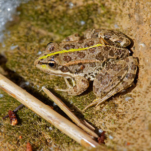 Pelophylax perezi (Ranidae)  - Grenouille de Pérez - Iberian Water Frog Comarca de Alhama [Espagne] 12/05/2015 - 880m