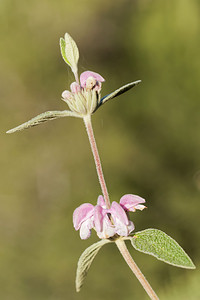 Phlomis herba-venti (Lamiaceae)  - Phlomide herbe-au-vent, Phlomis herbe-au-vent, Herbe-au-vent Nororma [Espagne] 05/05/2015 - 610m