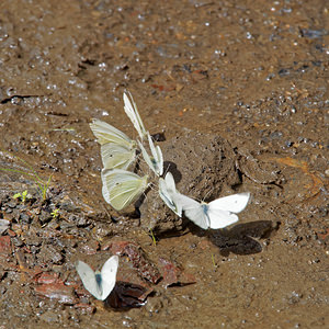 Pieris rapae (Pieridae)  - Piéride de la Rave, Petit Blanc du Chou, Petite Piéride du Chou - Small White Comarca de la Alpujarra Granadina [Espagne] 13/05/2015 - 1540m