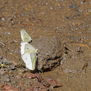 Pieris rapae (Pieridae)  - Piéride de la Rave, Petit Blanc du Chou, Petite Piéride du Chou - Small White Comarca de la Alpujarra Granadina [Espagne] 13/05/2015 - 1540m