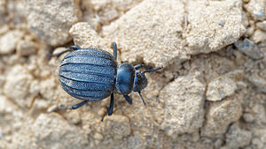 Pimelia costata (Tenebrionidae)  El Condado [Espagne] 09/05/2015 - 10m