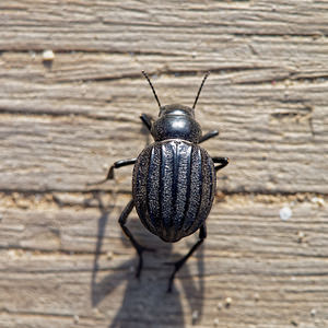 Pimelia costata (Tenebrionidae)  El Condado [Espagne] 09/05/2015 - 10m