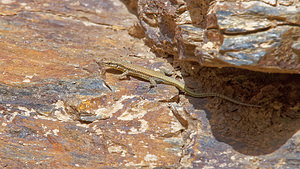 Podarcis muralis (Lacertidae)  - Lézard des murailles - Common Wall Lizard Comarca de la Alpujarra Granadina [Espagne] 13/05/2015 - 1540m