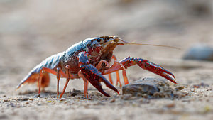 Procambarus clarkii (Cambaridae)  - Écrevisse de Louisiane, Écrevisse rouge de Louisiane, Écrevisse rouge des marais - Red swamp crayfish, Louisiana crayfish Valence [Espagne] 04/05/2015 - 440m