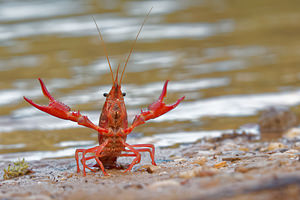 Procambarus clarkii (Cambaridae)  - Écrevisse de Louisiane, Écrevisse rouge de Louisiane, Écrevisse rouge des marais - Red swamp crayfish, Louisiana crayfish Valence [Espagne] 04/05/2015 - 440m