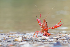 Procambarus clarkii (Cambaridae)  - Écrevisse de Louisiane, Écrevisse rouge de Louisiane, Écrevisse rouge des marais - Red swamp crayfish, Louisiana crayfish Valence [Espagne] 04/05/2015 - 440m